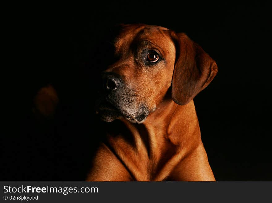 Low Key Head Shot Rhodesian Ridgeback