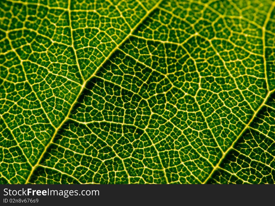 Leaves of a tree with a closeup perspective. Leaves of a tree with a closeup perspective.