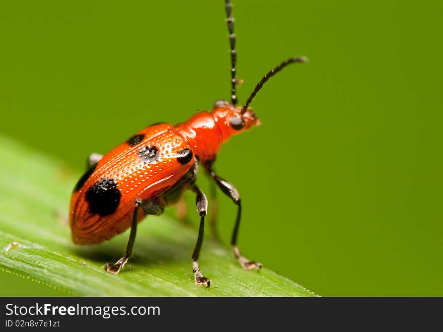 Red bug on a leaf looking out for predators. Red bug on a leaf looking out for predators.