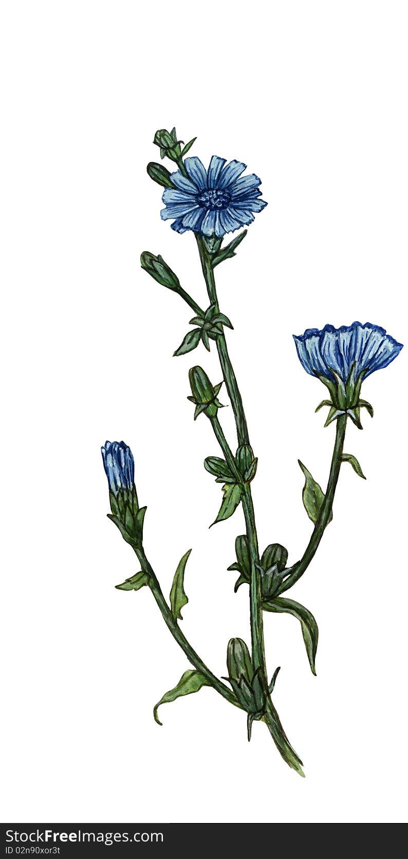 A watercolor illustration of a  blue flower. A watercolor illustration of a  blue flower