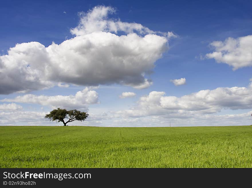 Spring landscape with green field and a blue sky