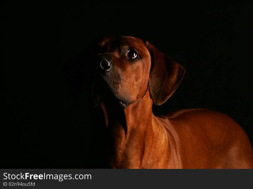 Low Key Head Shot of a Rhodesian Ridgeback. Low Key Head Shot of a Rhodesian Ridgeback