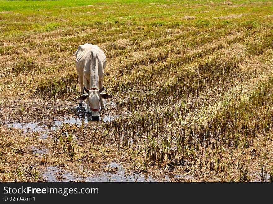 Image of ox in the rice field Chiang Mai