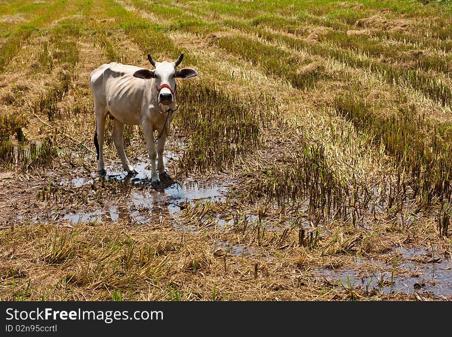 Image of ox in the rice field Chiang Mai