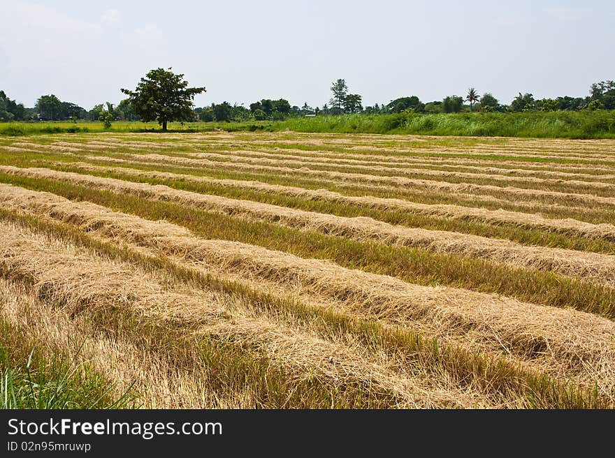 Image of havested rice field in Chiang Mai