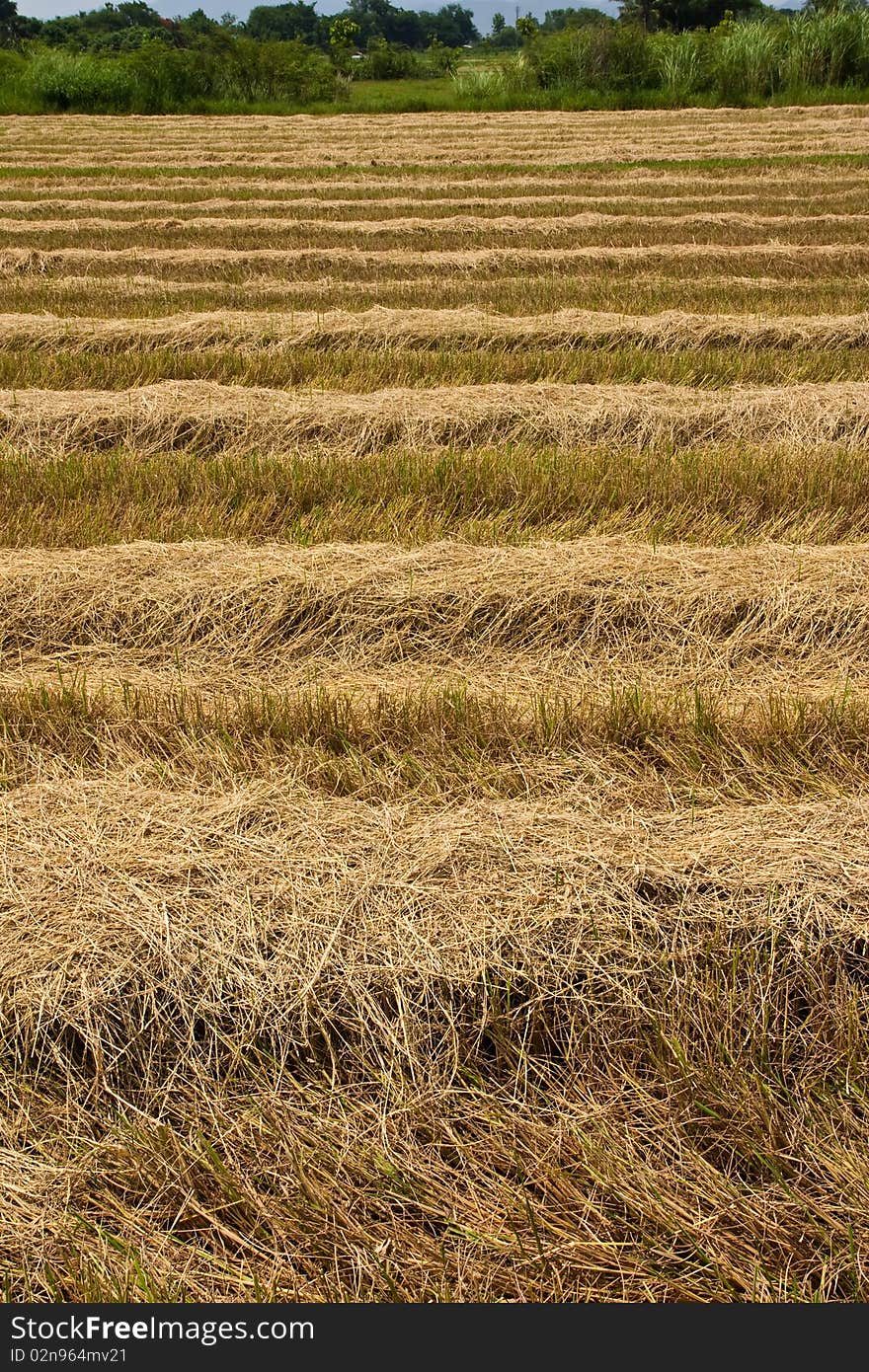 Image of havested rice field in Chiang Mai