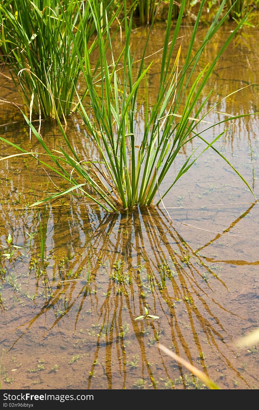 Image of rice field in Chiang Mai Northern Thailand