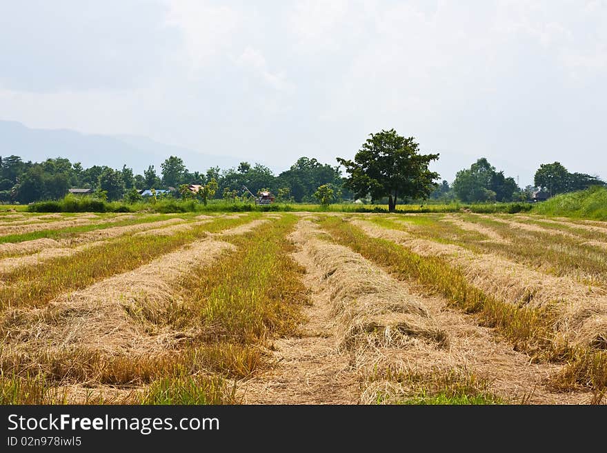 Image of rice field in Chiang Mai Northern Thailand