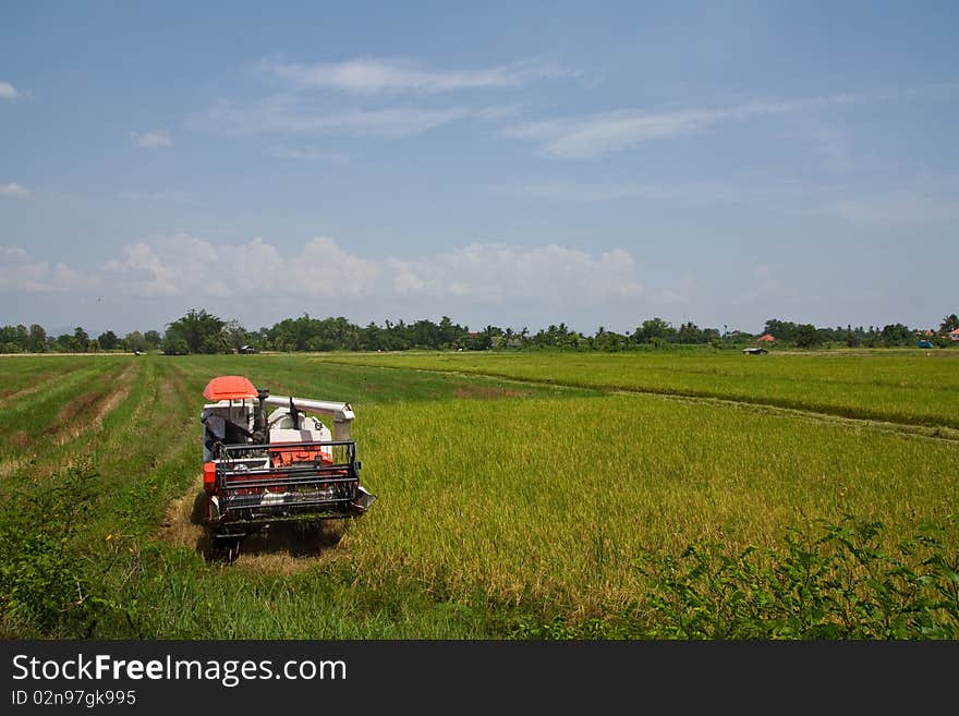 Image of havesting rice field in Chiang Mai Northern Thailand. Image of havesting rice field in Chiang Mai Northern Thailand