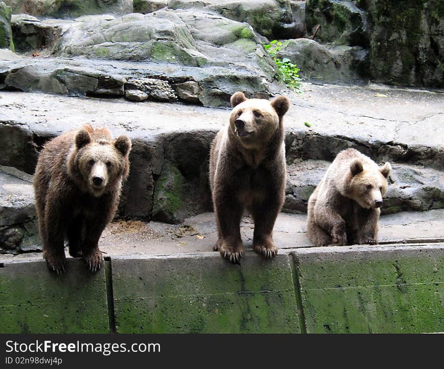 Three bears sitting or standing on the rock, facing camera.