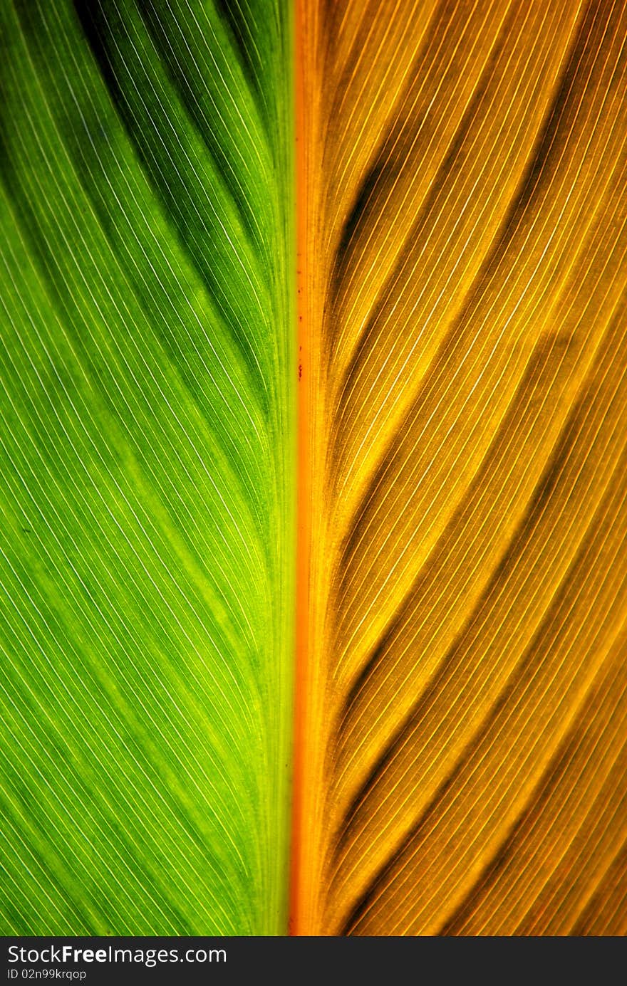 Leaf texture