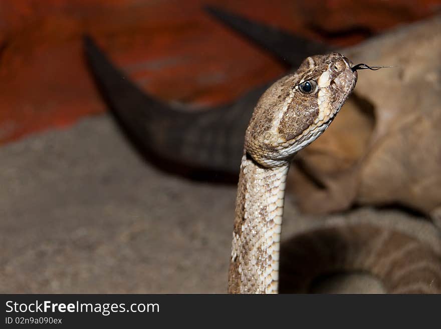 Head of Texas Diamondback Rattelsanke (Crotalus atrox)