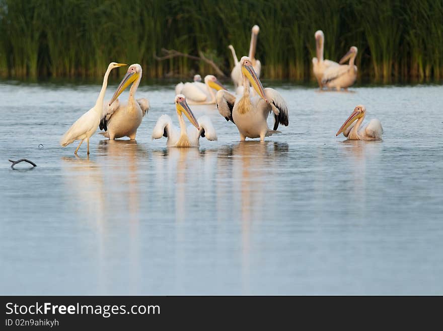 Great White Pelican Flock