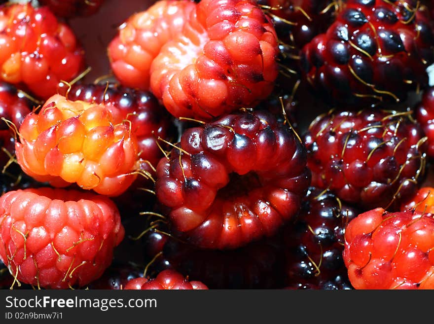 Close up of raspberries