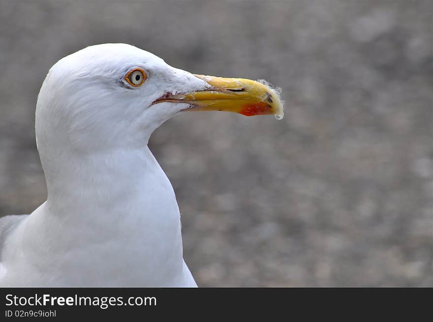 Seagull Closeup