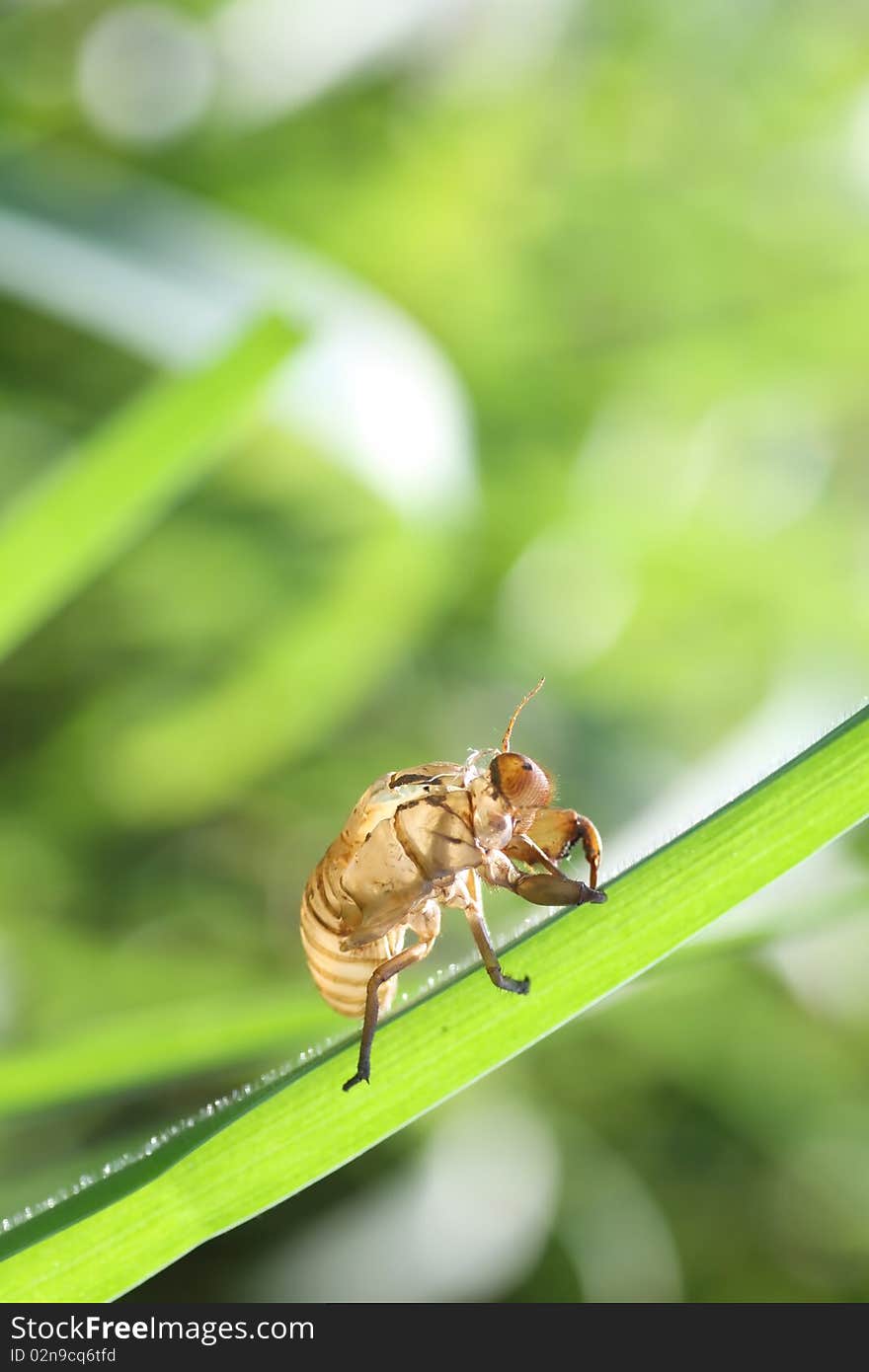 Cicada shells on the grass