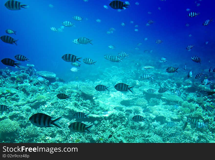 Colorful corals, fishes of Red Sea.  Egypt.