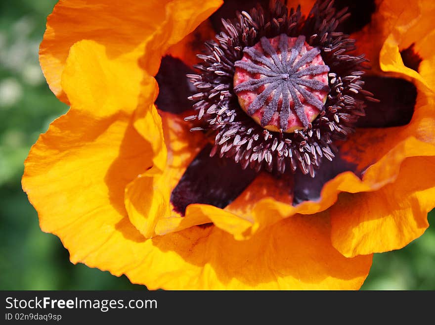 Blooming poppy