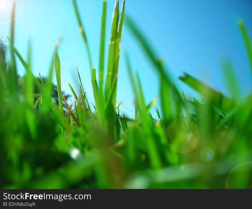 Close up on the grass in summer. Close up on the grass in summer.