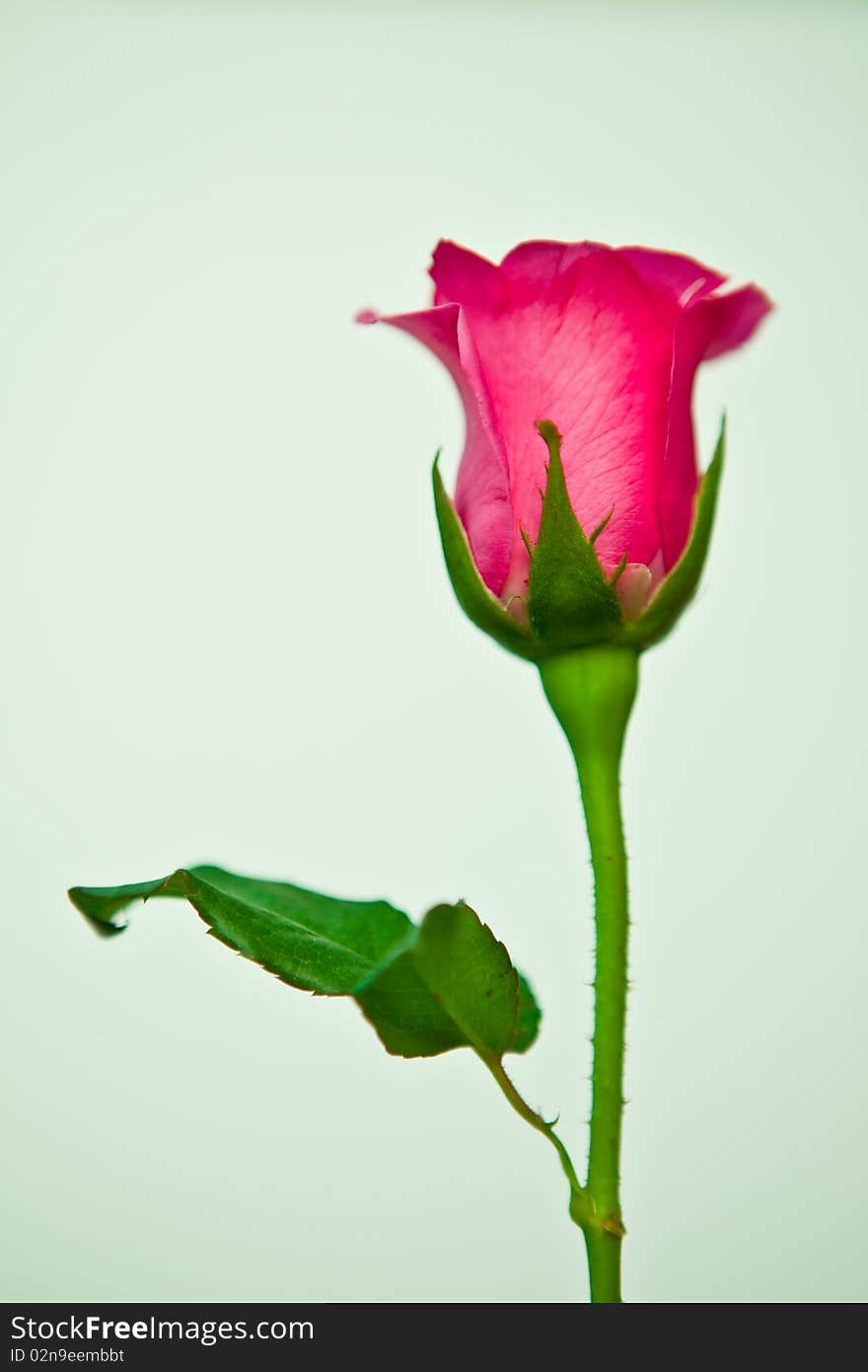 A pink rose on an isolated background.