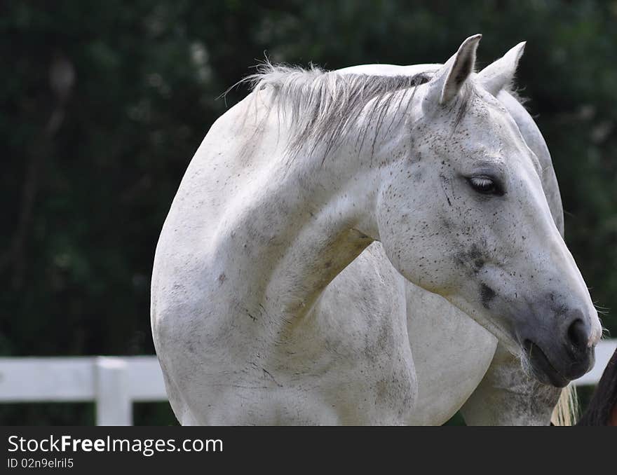 A beautiful white horse is showing its graceful neck. A beautiful white horse is showing its graceful neck.