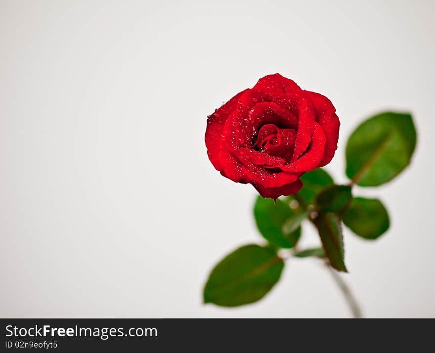 A red rose on an isolated background.