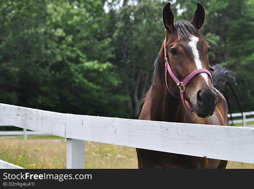 A cute young horse is looking to the camera. A cute young horse is looking to the camera.