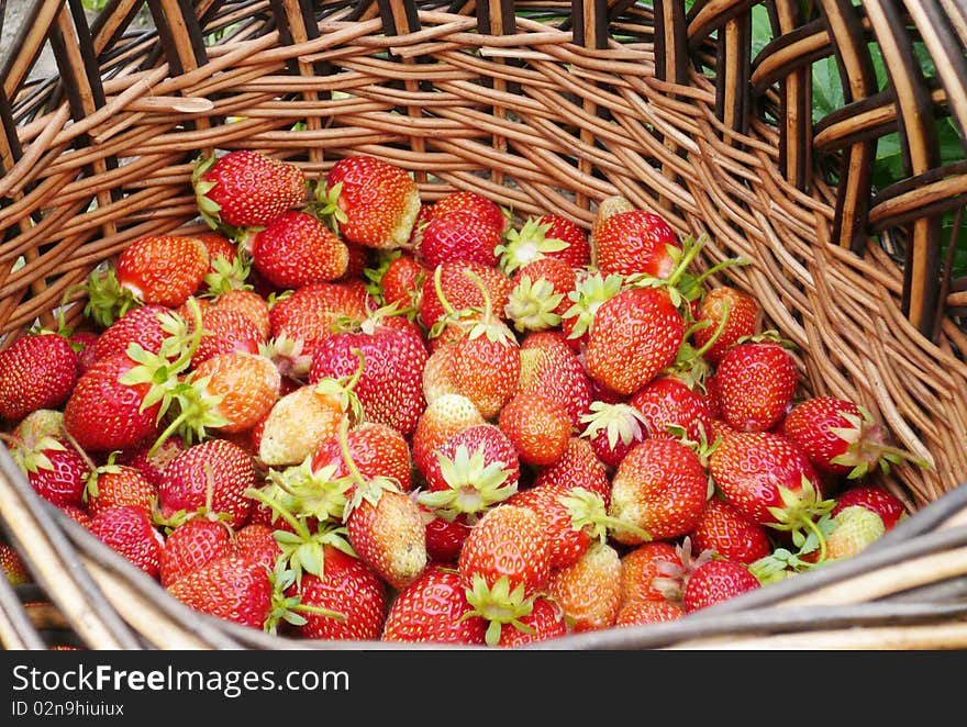 Greater basket with a ripe red strawberry. Greater basket with a ripe red strawberry