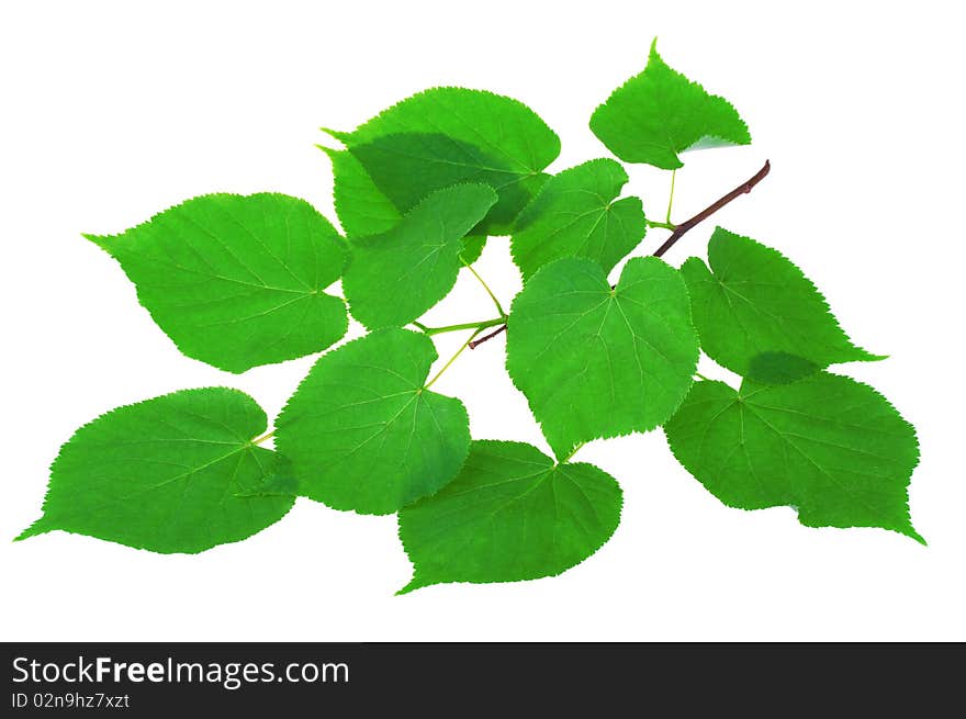 Linden branch isolated on white background