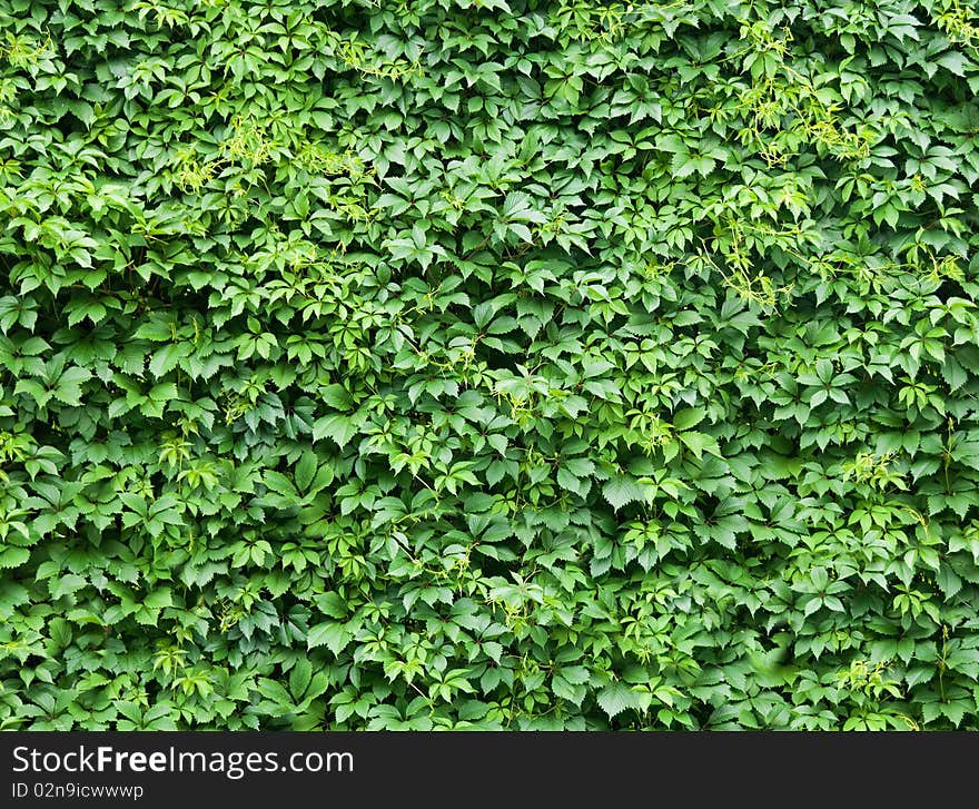 Photo of abstract leaves background