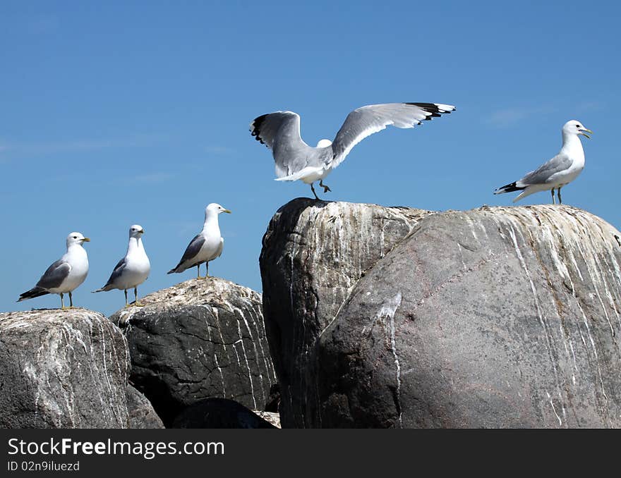 Seagulls on a small island