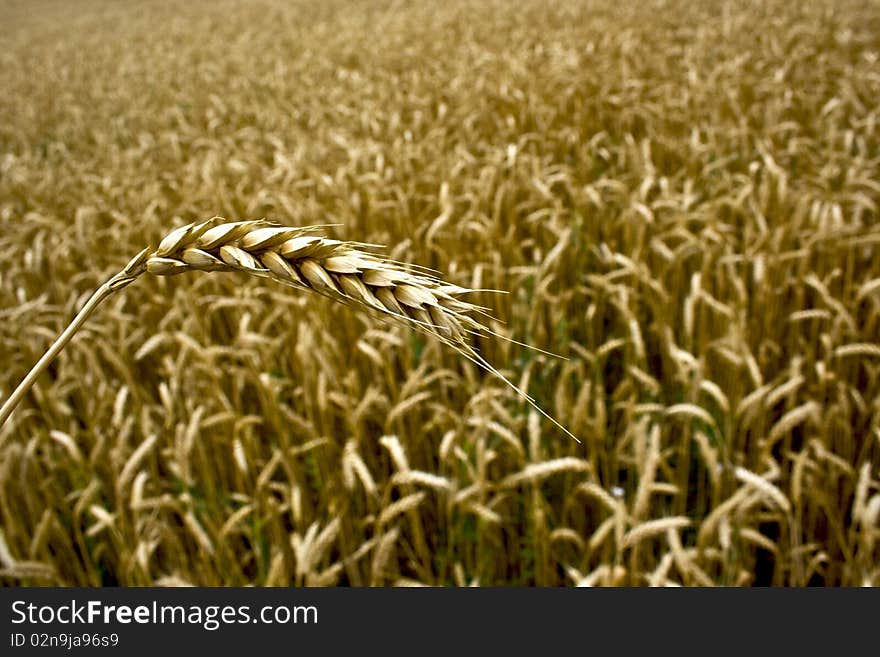 An ear of wheat and wheat field. An ear of wheat and wheat field