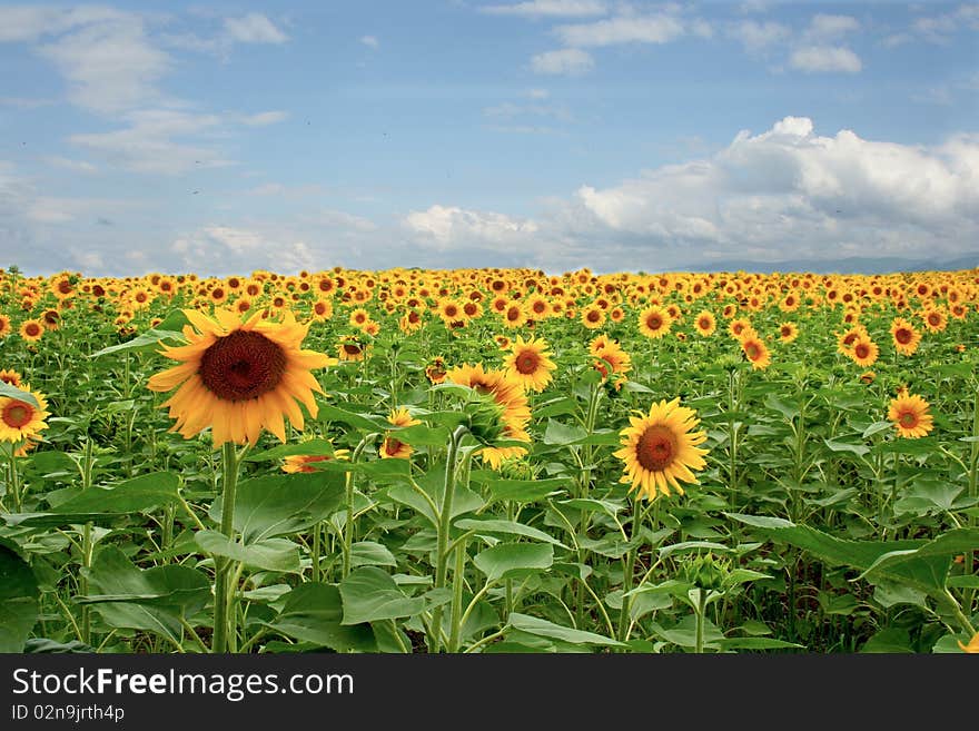 An outdoor field whit Sunflower