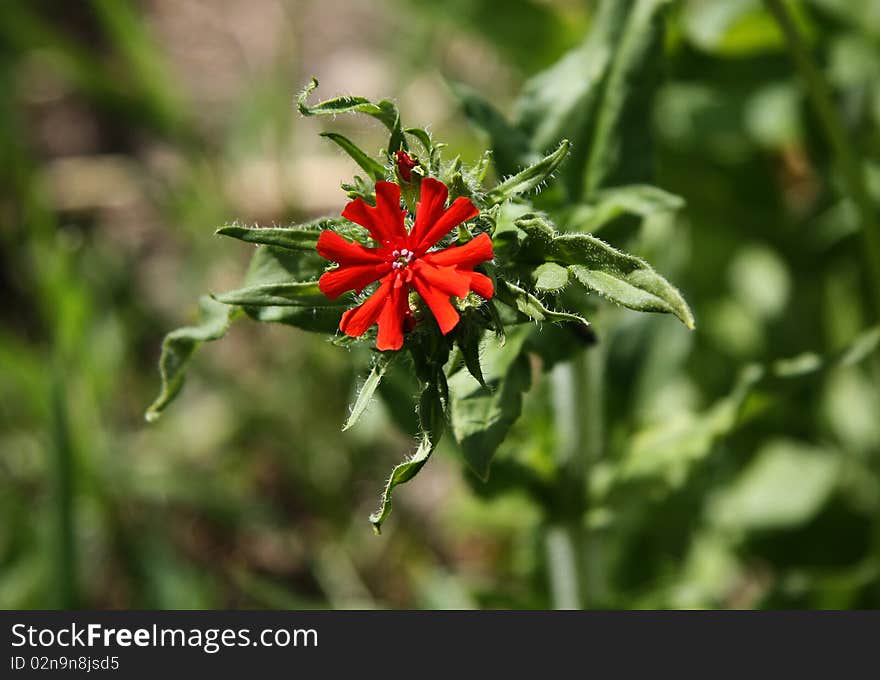 Red carnation flower, photographed from top