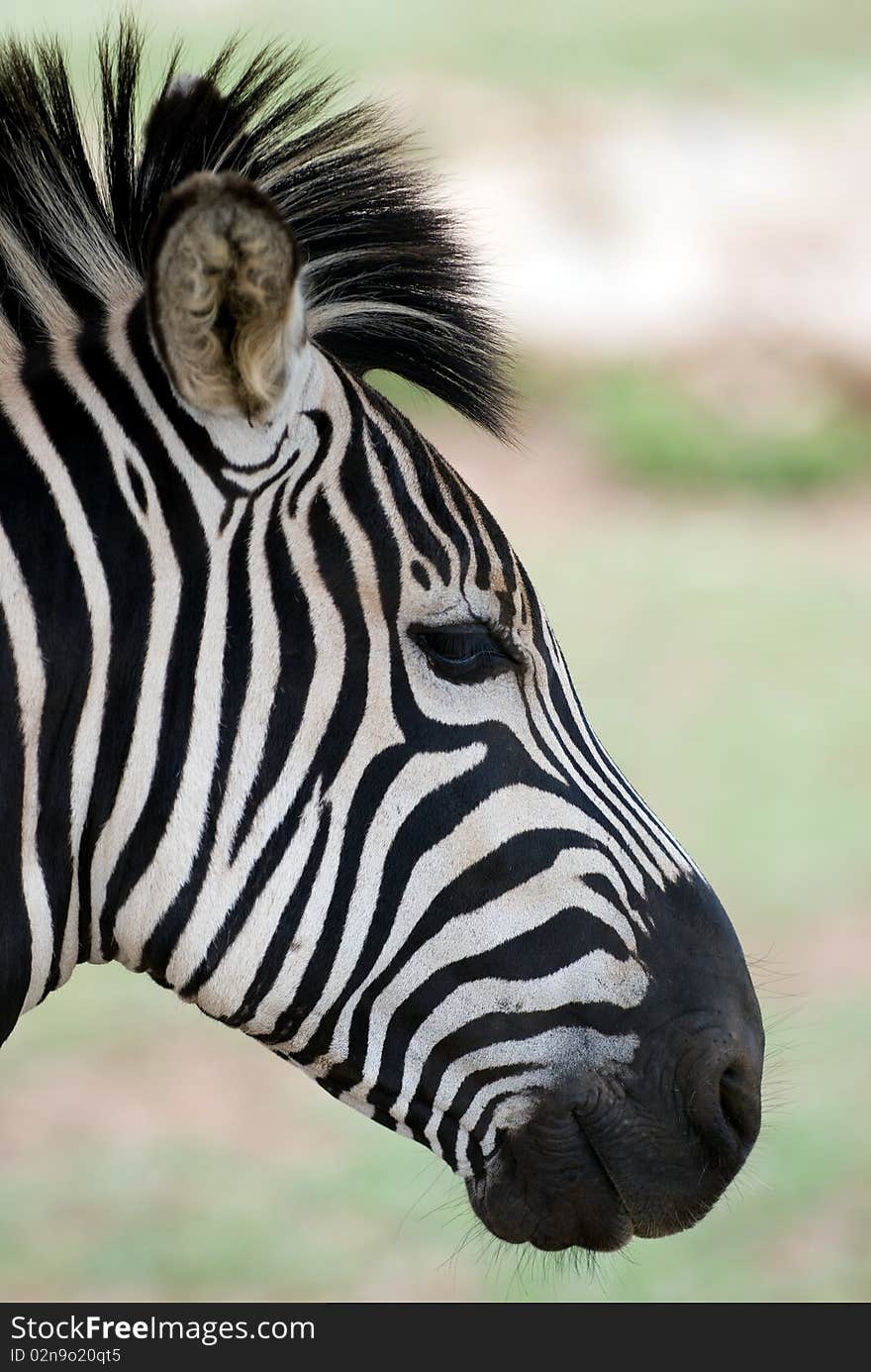 Closeup of zebra head with shallow depth of field. Closeup of zebra head with shallow depth of field