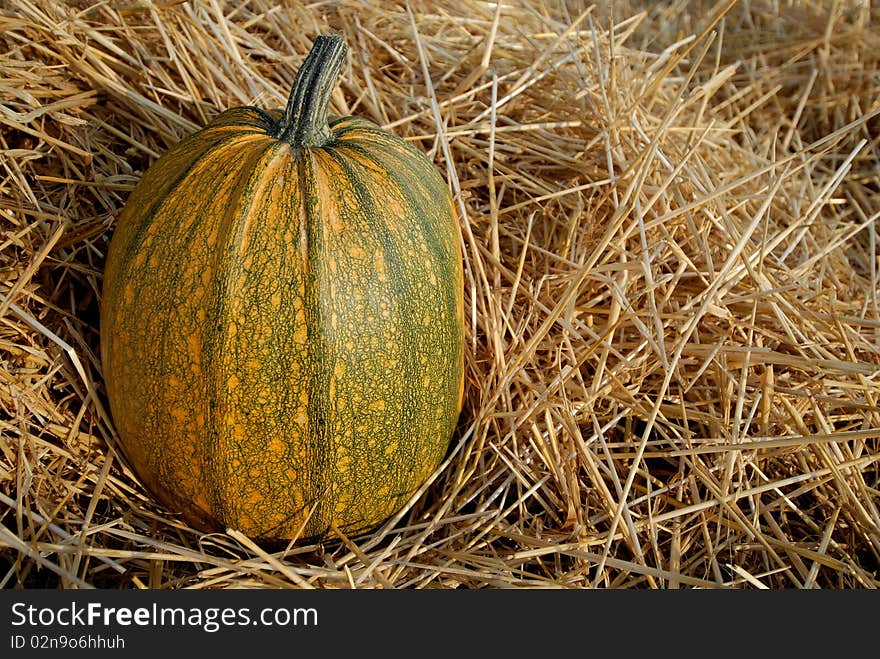 Pumpkin in the field