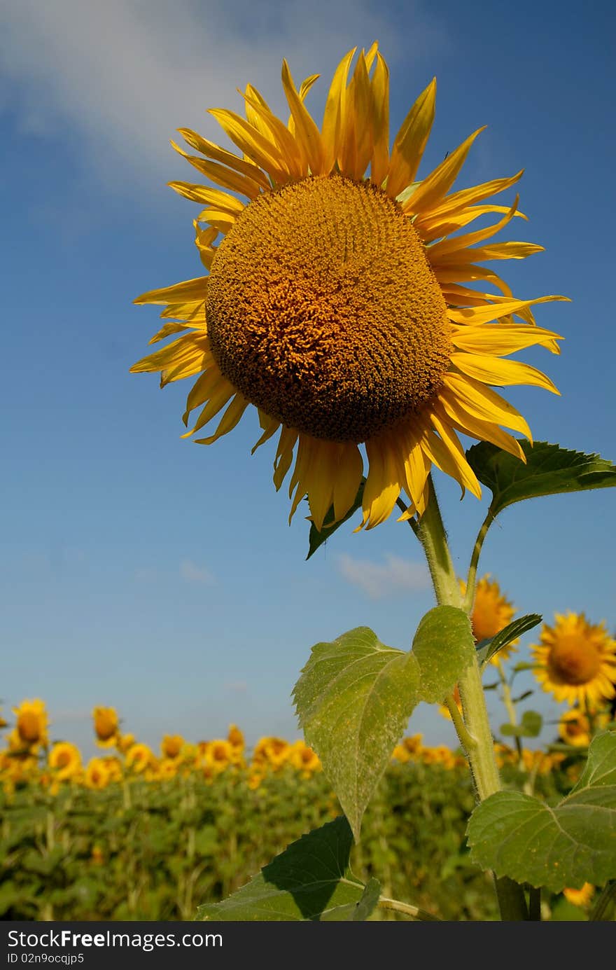 Sunflower field over cloudy blue sky