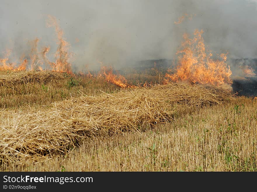 fire in the field