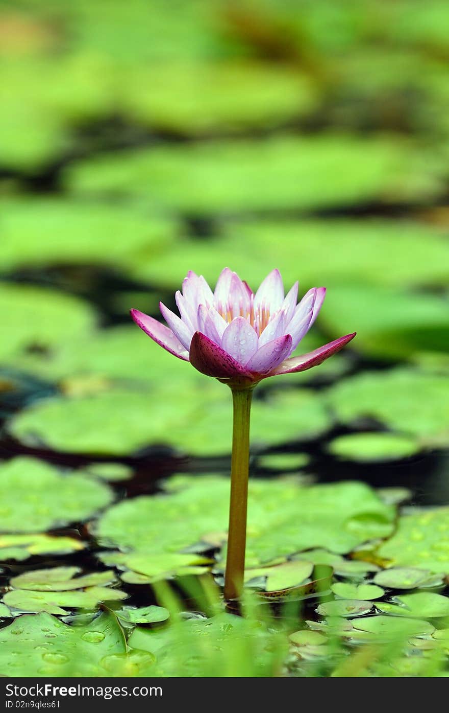 Pink Lily in full bloom at a local pond