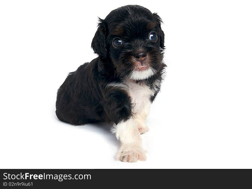 Little Shihtzu puppy cute dog in isolated. Little Shihtzu puppy cute dog in isolated