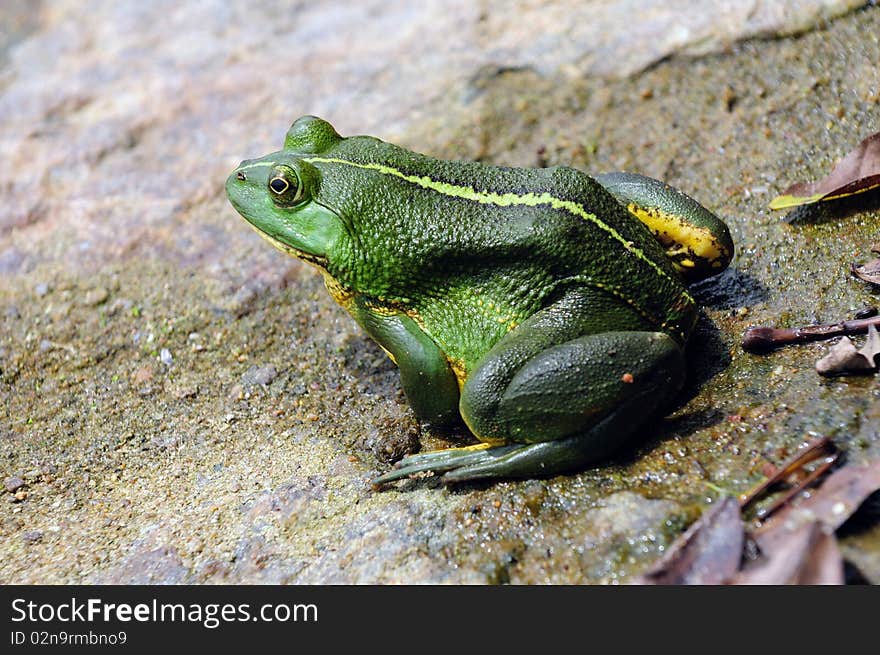 Green frog floating in the water