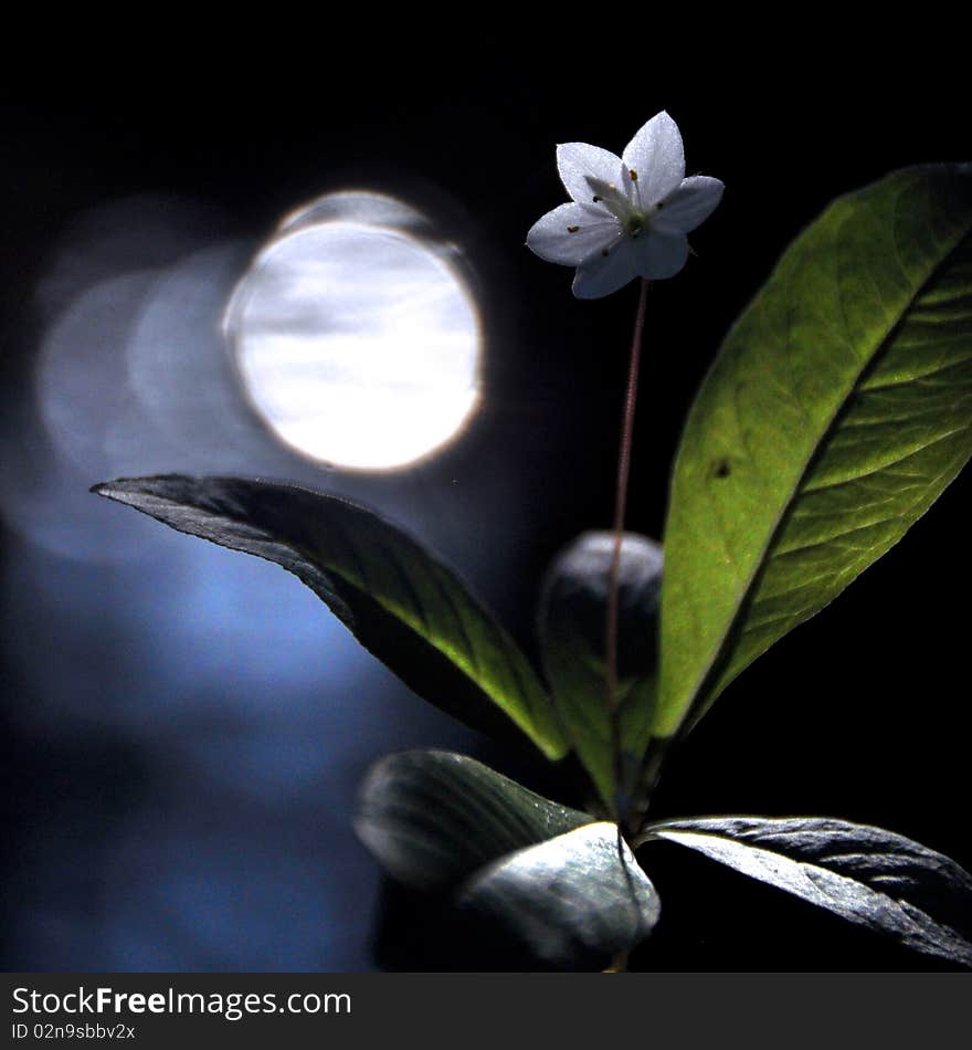 Delicate flower of summer moonlit night