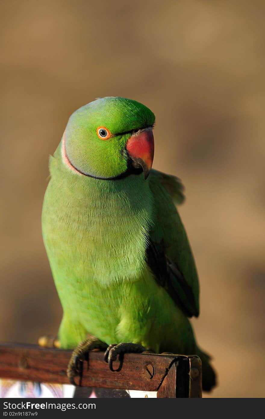 A close up shot of a green parrot