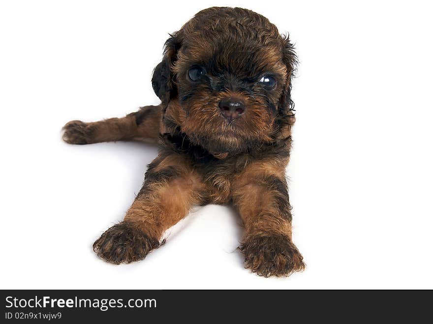 Little Shihtzu puppy cute dog in isolated. Little Shihtzu puppy cute dog in isolated