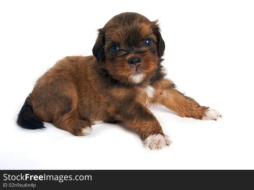 Little Shihtzu puppy cute dog in isolated. Little Shihtzu puppy cute dog in isolated