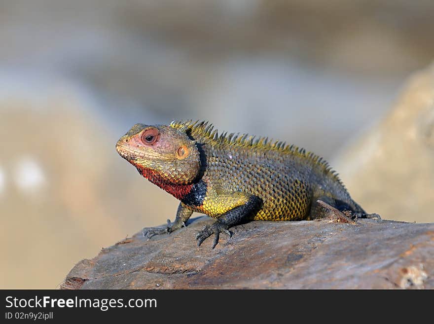 Garden Lizard