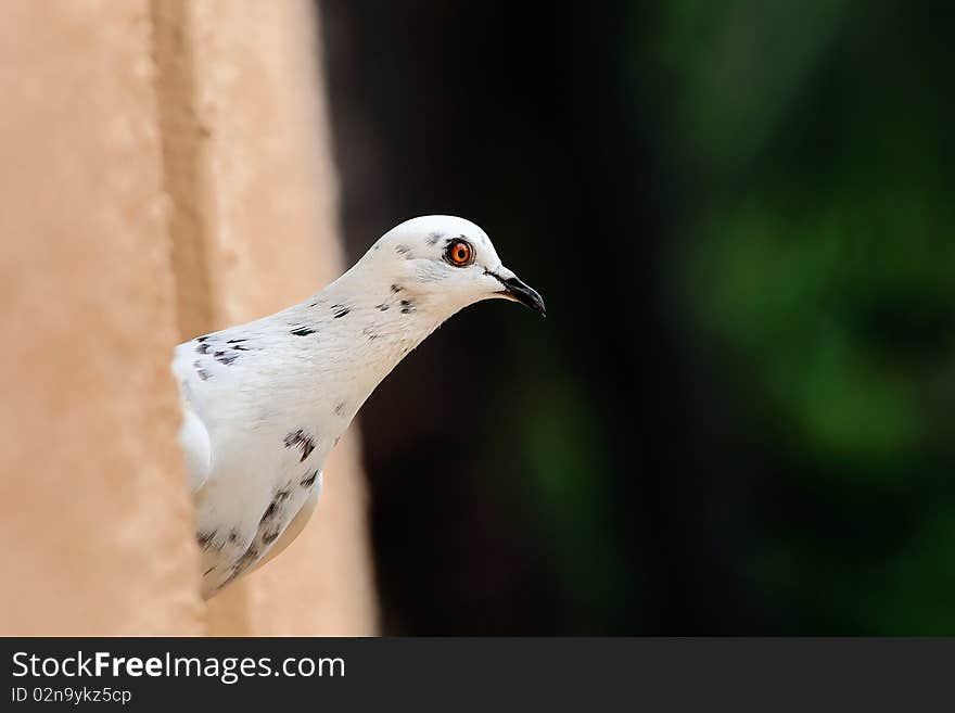 A white pigeon peeking out of a building