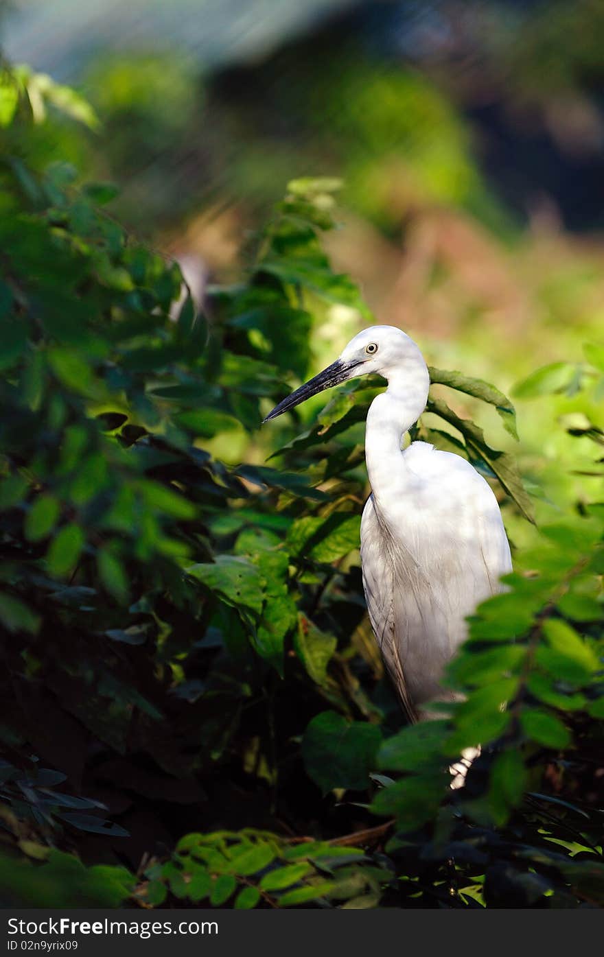 Greate intermediate egret at a locl zoo. Greate intermediate egret at a locl zoo