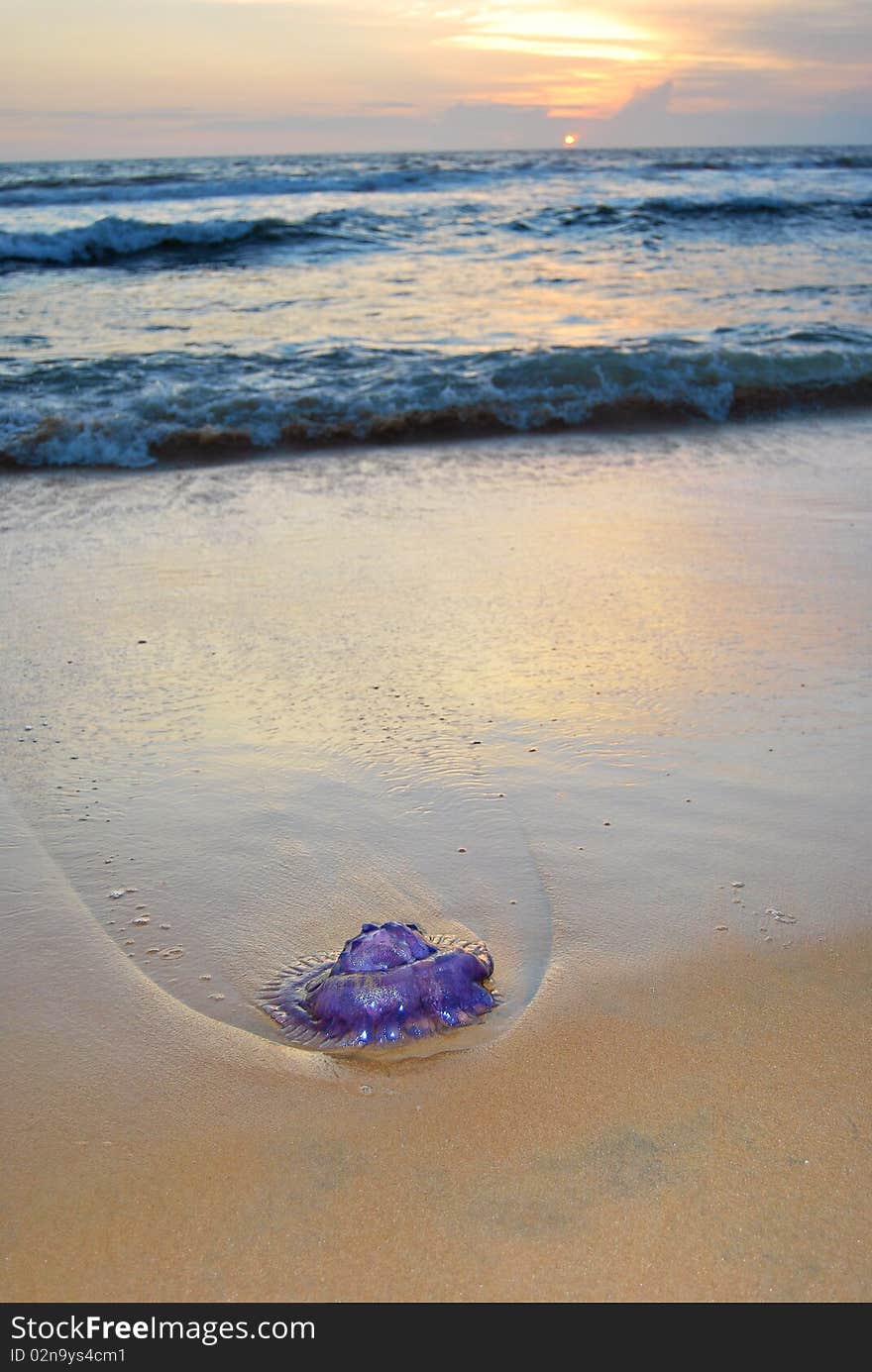 A washed up purple jellyfish on a beach at sunset. A washed up purple jellyfish on a beach at sunset