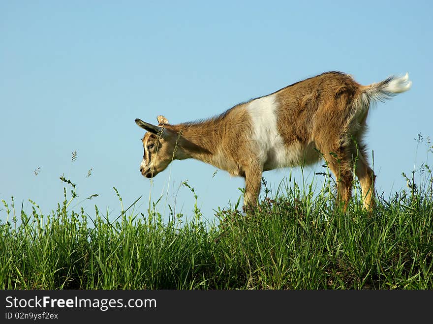 Goat grazing on the skyline. Goat grazing on the skyline